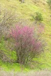 California Redbud