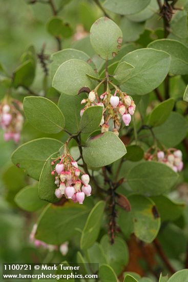 Green Manzanita blossoms & foliage detail
