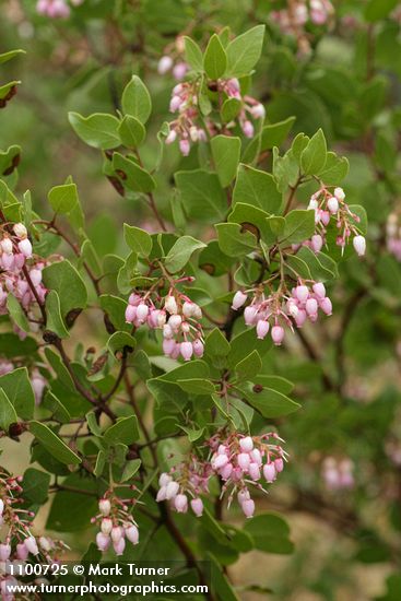 Green Manzanita blossoms & foliage