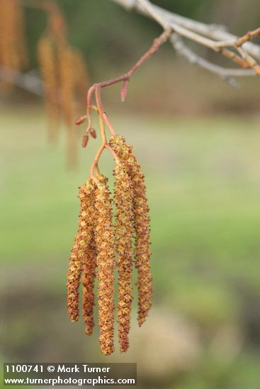 White Alder male catkins detail