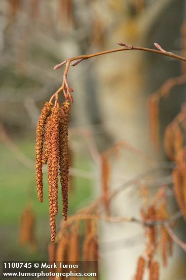 White Alder male catkins & female blossoms