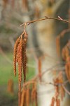 White Alder male catkins & female blossoms