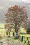 White Alder by farm fence