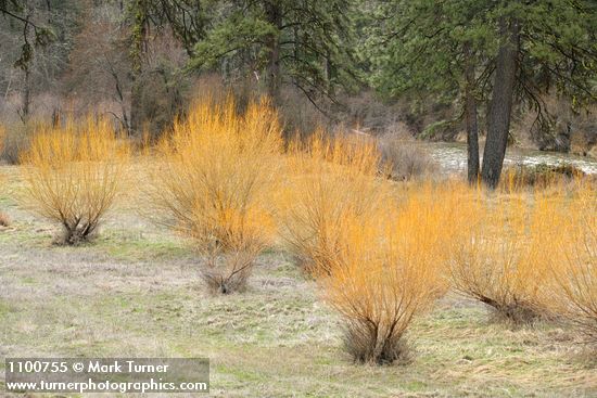 Shining Willow bare branches in meadow