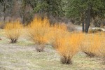 Shining Willow bare branches in meadow