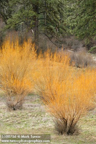 Shining Willow bare branches in meadow