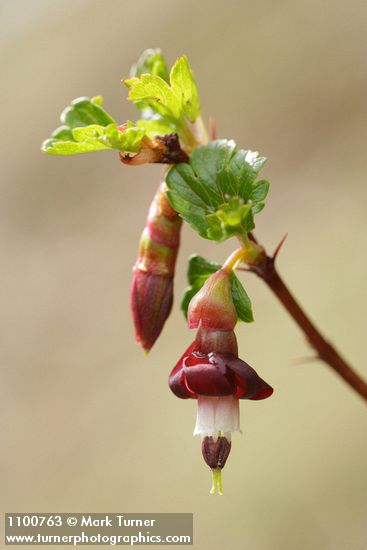 Sierra Gooseberry blossom & emerging foliage detail