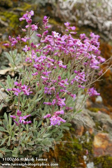 Modest Rock Cress