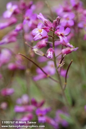 Modest Rock Cress blossoms & immature siliques detail