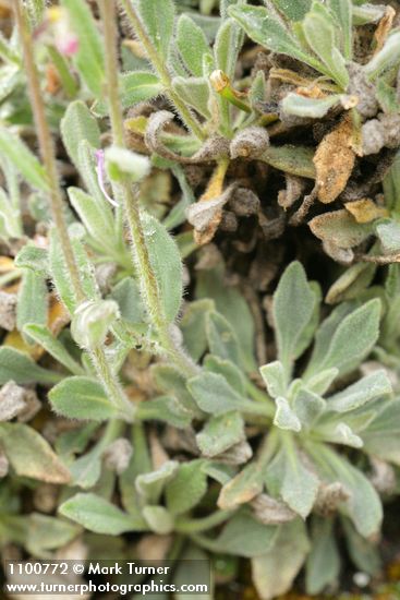 Modest Rock Cress basal leaves & stem detail