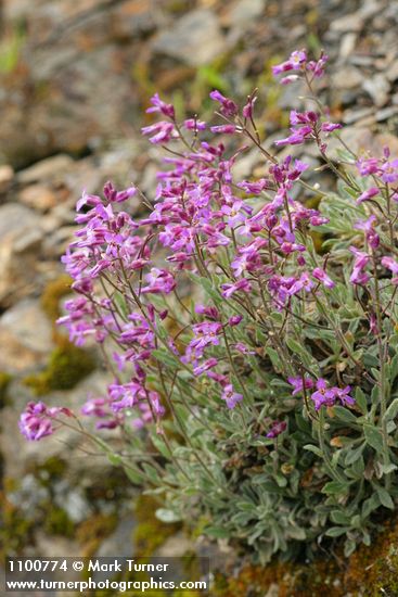 Modest Rock Cress