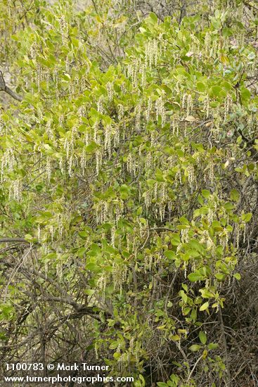 Fremont's Silktassel (male)
