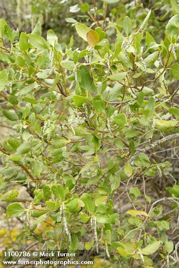 Fremont's Silktassel female catkins & foliage