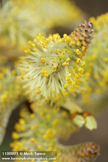 Arroyo Willow male catkins extreme detail