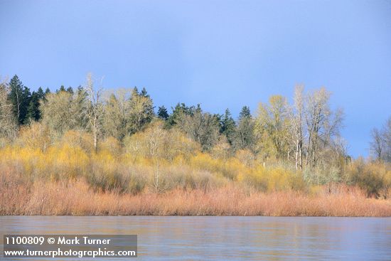 Pacific Willow, Black Cottonwoods along Willamette River shore, early spring