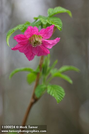 Salmonberry blossom & young foliage detail