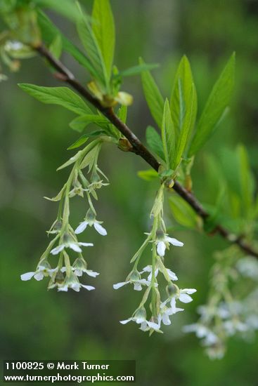 Indian Plum blossoms & foliage
