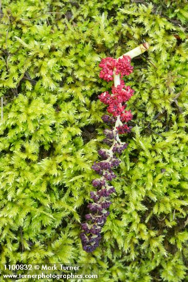 Black Cottonwood male catkin on bed of moss