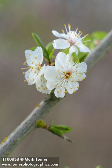 Cherry Plum blossoms detail