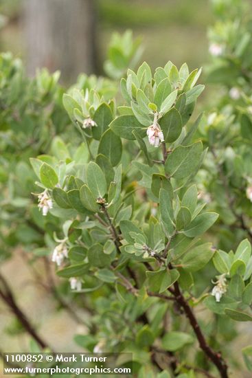 Gasquet Manzanita blossoms & foliage