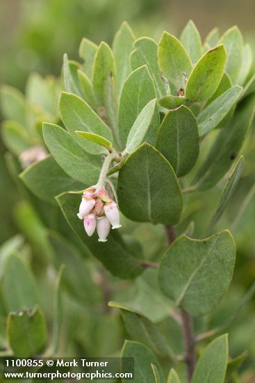 Gasquet Manzanita blossoms & foliage detail