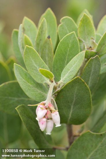 Gasquet Manzanita blossoms & foliage detail