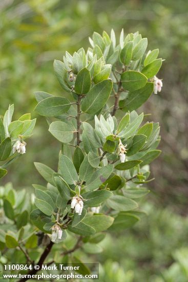 Gasquet Manzanita blossoms & foliage