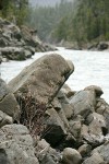 Del Norte Willow among rocks along Smith River at Stoney Creek