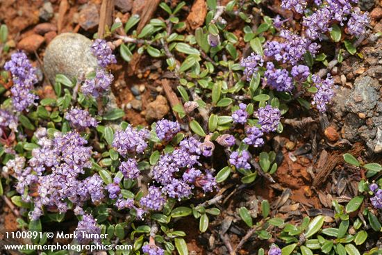 Siskiyou Mat blossoms & foliage