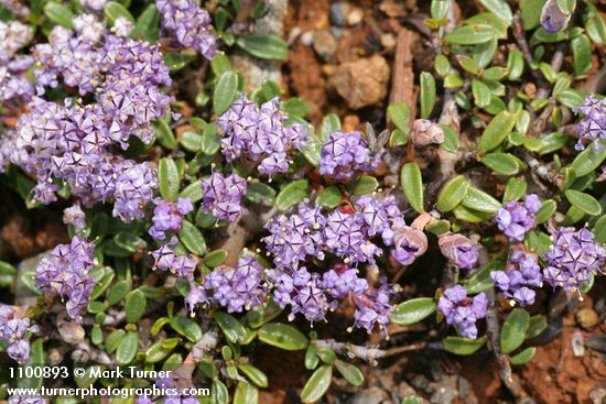 Siskiyou Mat blossoms & foliage