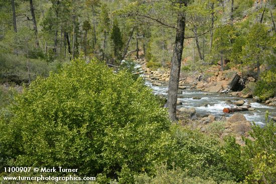 California Laurel on banks of Rock Creek