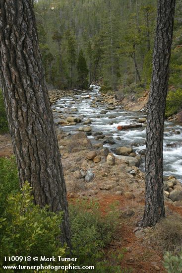 Jeffrey Pines frame Rock Creek