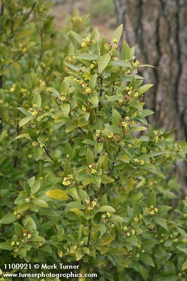 California Laurel blossoms & foliage