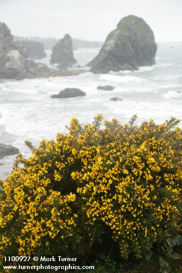 Gorse w/ sea stacks bkgnd