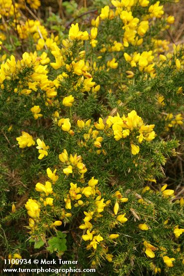 Gorse blossoms & foliage