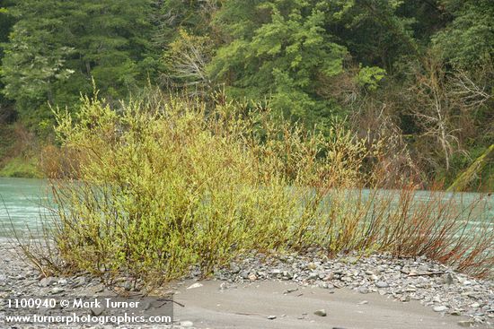 Dusky Willow on Chetco River gravel bar