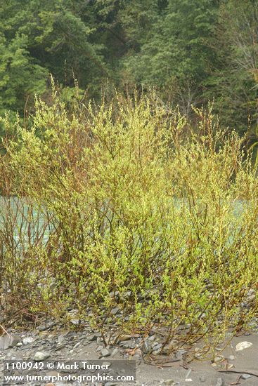 Dusky Willow on Chetco River gravel bar