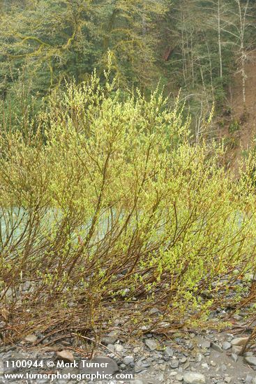 Dusky Willow on Chetco River gravel bar