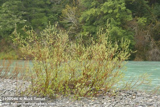 Dusky Willow on Chetco River gravel bar