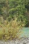 Dusky Willow on Chetco River gravel bar