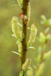 Dusky Willow female aments