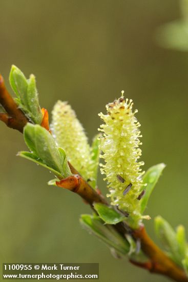 Dusky Willow female ament & new foliage