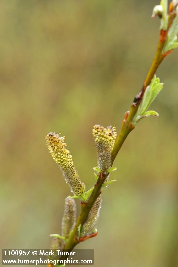 Dusky Willow male aments & new foliage