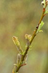 Dusky Willow male aments & new foliage