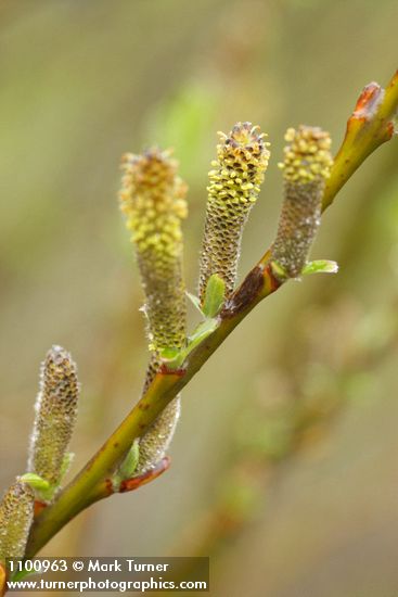 Dusky Willow male aments detail