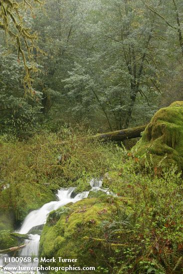 Indian Plum among moss-covered boulders along creek w/ Tanoak bkgnd