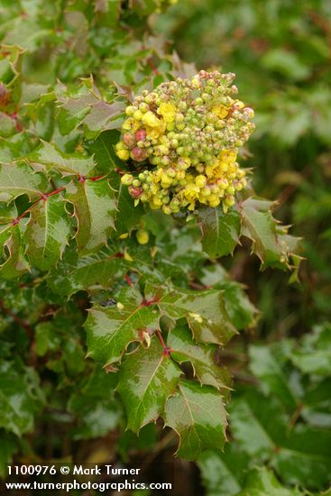 Wavyleaf Barberry