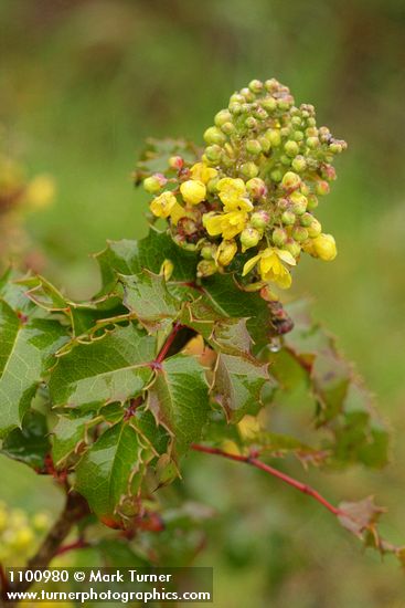 Wavyleaf Barberry