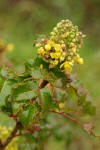Wavyleaf Barberry