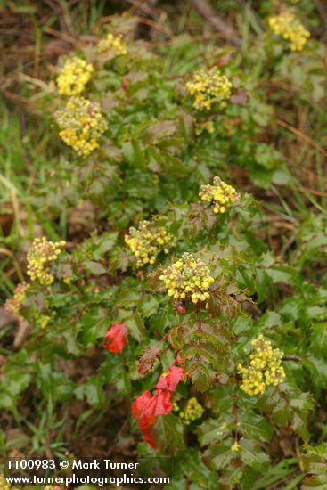 Wavyleaf Barberry